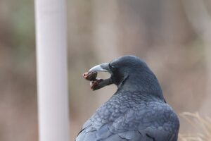 ハシボソガラス2025年12月7日オニグルミの実を食べる