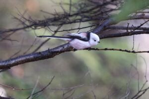 シマエナガ2025年12月28日12月1日