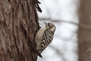 コゲラ2025年12月7日