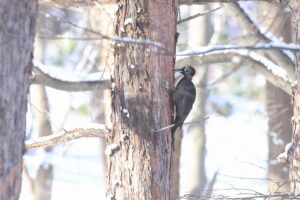 クマゲラ雌2025年12月28日