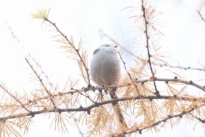 シマエナガ2025年12月7日1カラマツ黄葉