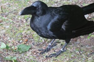 ハシブトガラス2025年12月29日6月27日