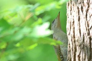 ヤマゲラ雌2025年12月28日8月12日