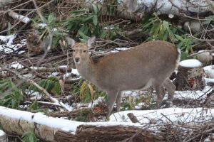 エゾシカ2025年12月7日1頭