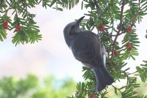 ヒヨドリ2025年12月7日中島公園にて撮影イチイの実を食べる