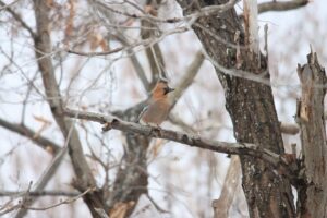 ミヤマカケス2025年12月28日