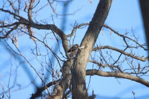 シメ2025年12月28日1月29日