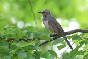 ヒヨドリ2025年12月28日5月24日