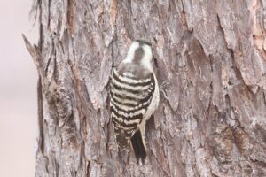 コゲラ2025年12月14日