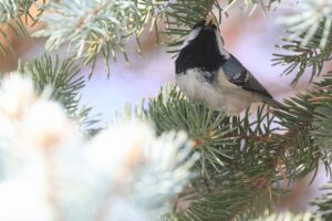 ヒガラ2025年12月28日