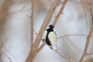 シジュウカラ2025年12月14日