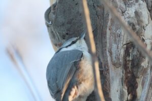 ゴジュウカラ2025年12月23日