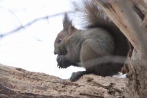 エゾリス2025年12月28日