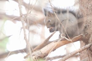 エゾリス2025年12月7日オニグルミの実を食べる