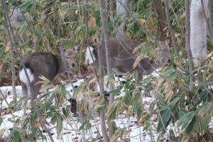 エゾシカ2025年12月7日2頭小さめ