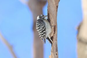 コゲラ2025年12月23日