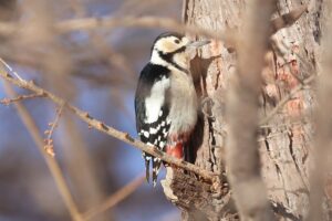 アカゲラ2025年12月28日