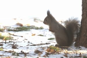 エゾリス2025年12月23日警戒と緊張のポーズ