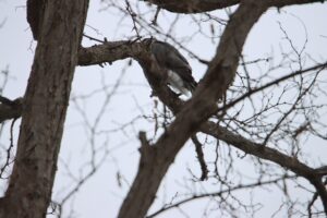 ハイタカ2025年12月28日