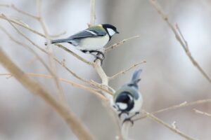 シジュウカラ2025年12月28日4月2日