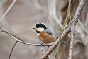 ヤマガラ2025年12月28日11月13日