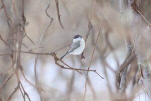 ハシブトガラ2025年12月28日