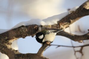 シジュウカラ2025年12月23日