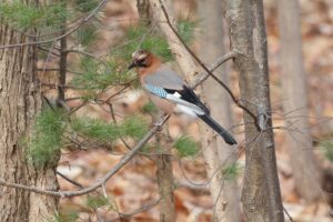 カケス2025年12月7日学びの森