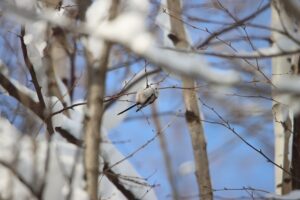 シマエナガ2025年12月14日