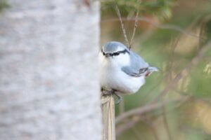 ゴジュウカラ2025年12月7日