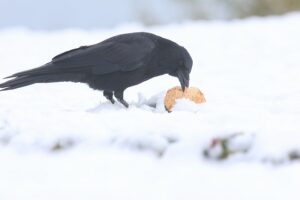 ハシボソガラス2025年12月28日10月29日