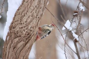 オオアカゲラ雄2026年1月20日