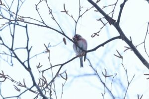 ベニヒワ雄2026年1月20日