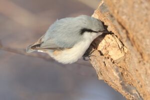 ゴジュウカラ2026年1月13日