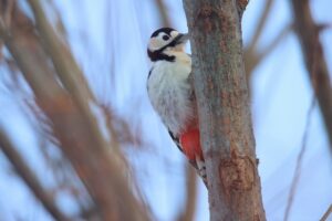 アカゲラ2026年1月6日