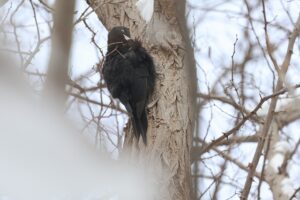 クマゲラ雌2026年1月20日羽繕い中