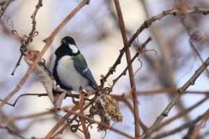 シジュウカラ2026年1月27日雄