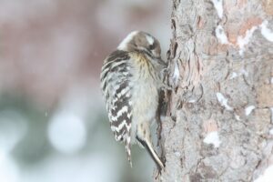 コゲラ2026年1月27日