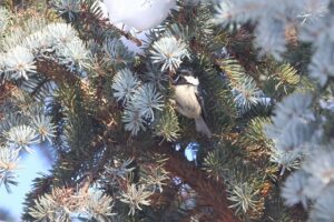 ヒガラ2026年1月27日