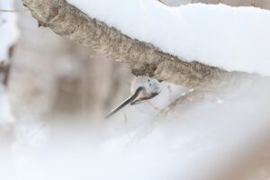 シマエナガ2026年1月6日