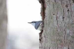 ゴジュウカラ2026年1月6日シロハラゴジュウカラ