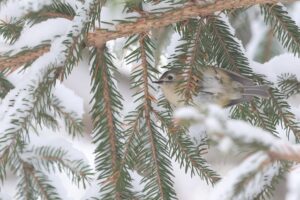 キクイタダキ2026年1月20日ミュンヘンの森