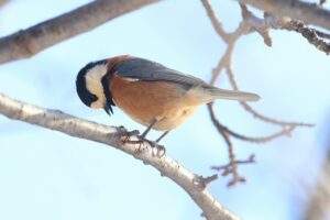 ヤマガラ2026年1月20日