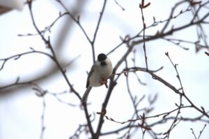 ハシブトガラ2026年1月27日