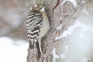 コゲラ2026年1月20日雌と思われる個体