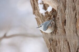 ゴジュウカラ2026年1月20日