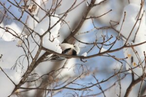 シマエナガ2026年1月13日ミュンヘンの森にて