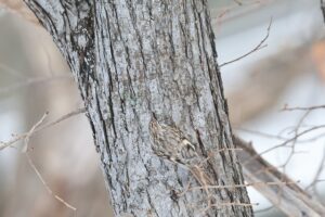 キバシリ2026年1月13日中島公園で撮影