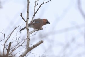 カケス2026年1月6日ミヤマカケス