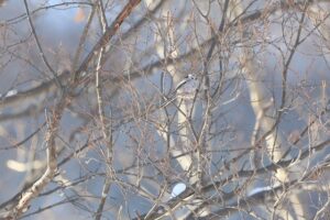 シマエナガ2026年1月27日